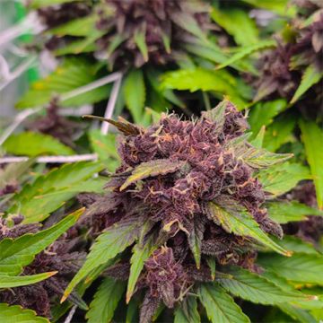 Red Kush Auto Fem