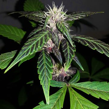 Red Skunk Kush Auto Fem