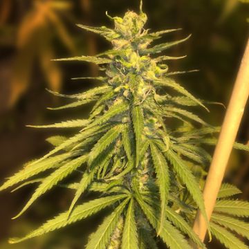 Red Super Skunk Auto Fem