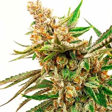Rock Fruit Fast Photo Fem