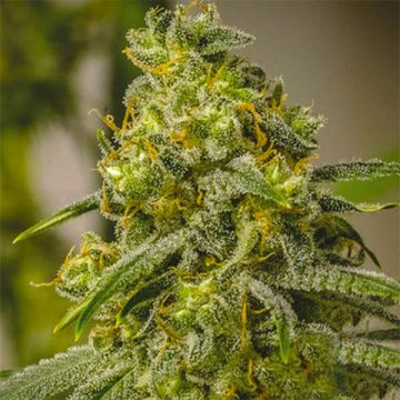 Rosetta Stone Skunk Photo Fem
