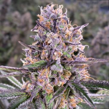 Rotten Zkittlez Photo Fem