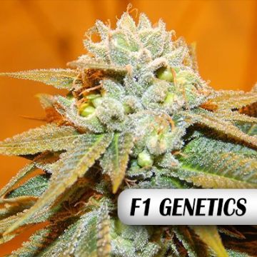 Rude Boi OG F1 Photo Fem