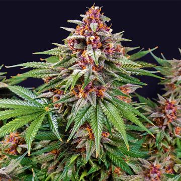 Runtz Auto Fem