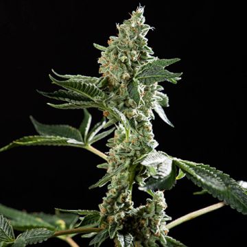 San Fernando Valley Photo Fem