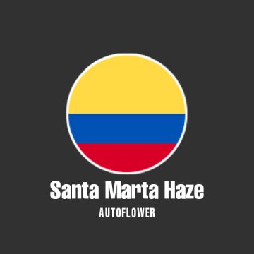Santa Marta Haze Auto Fem