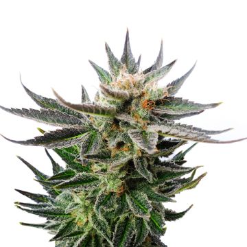 Sativa Dream Photo Fem