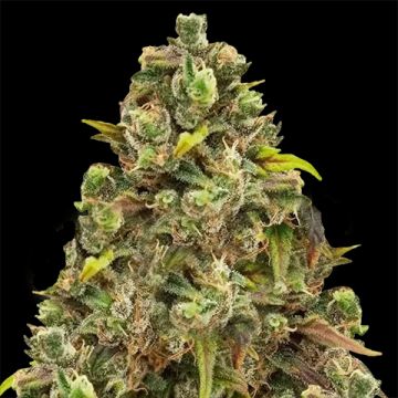 Sexxpot Photo Fem