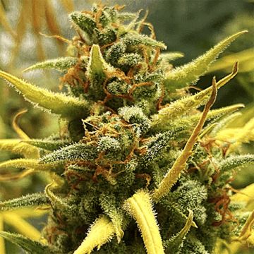 Sherbet Kush Photo Fem