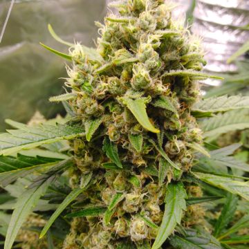 Shiskaberry Auto Fem