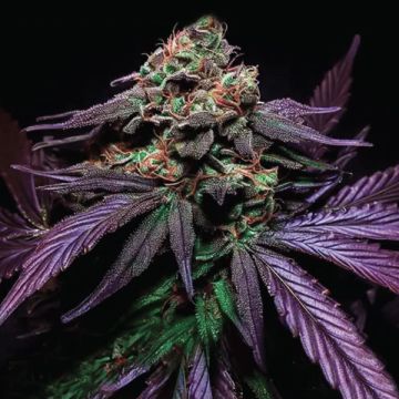 Shiskaberry Cake Photo Fem