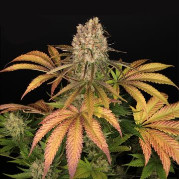 Shiskaberry Cookies Photo Fem