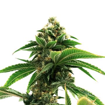 Shiskaberry Punch Photo Fem