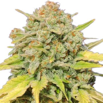 Skittles Photo Fem