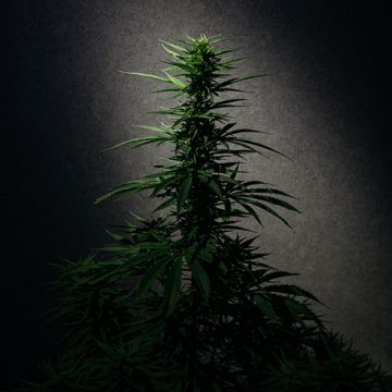 Skunk Auto Fem
