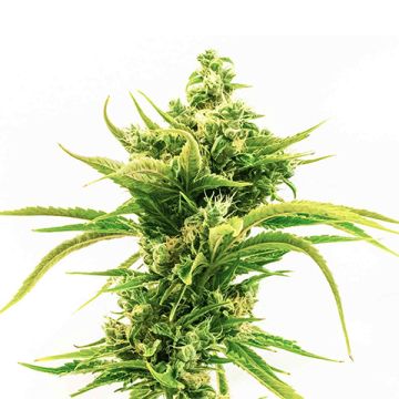 Skunk Diesel Photo Fem