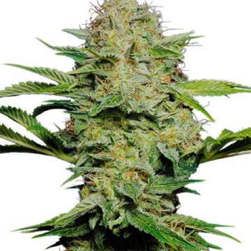 Skunk Kush Photo Fem