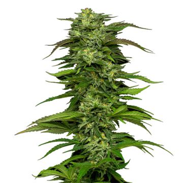 Skunk Mazar Photo Fem