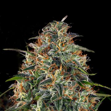 Skunk Photo Fem