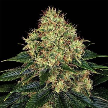 Skywalker Auto Fem