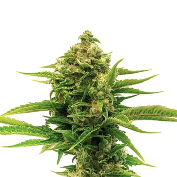 Skywalker Fast Photo Fem