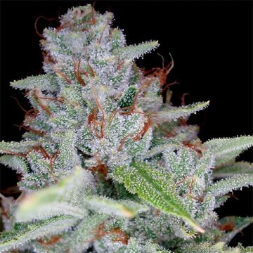 Skywalker Ghost Kush Photo Fem
