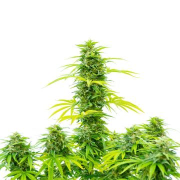 Skywalker Photo Fem