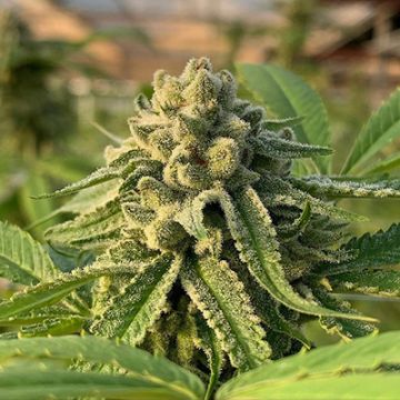 Slurricane Photo Fem