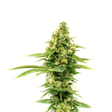 Sour Diesel Photo Fem