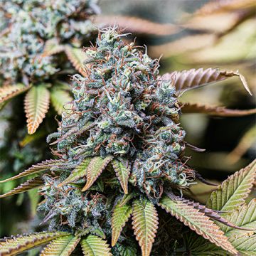 Sour Diesel Photo Reg
