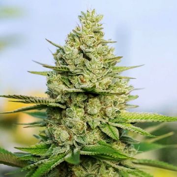Sour Kush Photo Fem