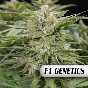 Sour Mac F1 Photo Fem
