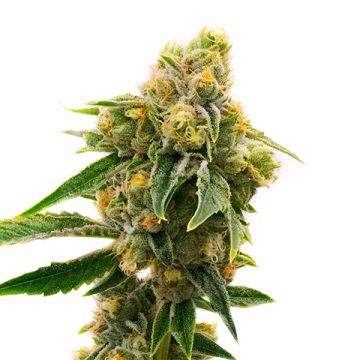 Sour Skies Photo Fem