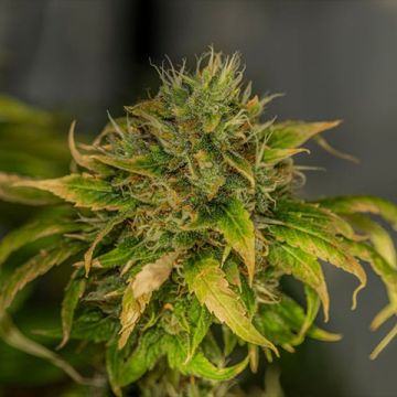 Sour Tsunami Photo Fem