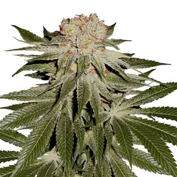 Stardawg Photo Reg