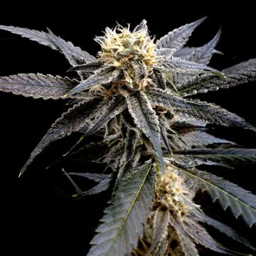 Strawberry Banana Auto Fem
