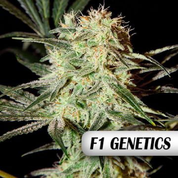 Strawberry Haze F1 Auto Fem