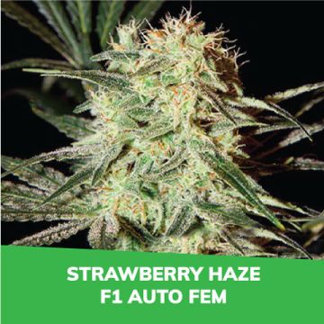 Strawberry Haze F1 Auto Promo Card