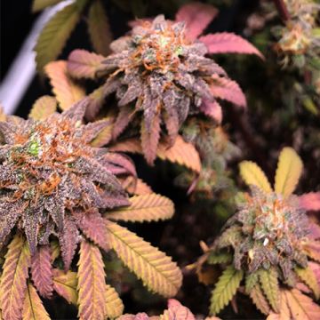 Strawberry Haze Photo Fem