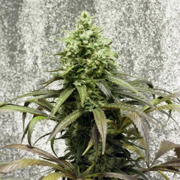 Strawberry Kush Photo Fem