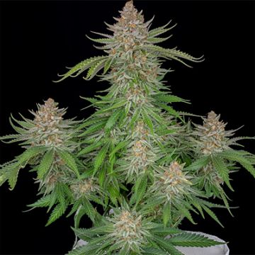 Strawberry Pie Auto Fem