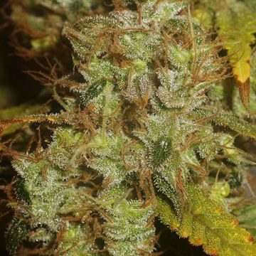 Sugar Haze Fast Photo Fem