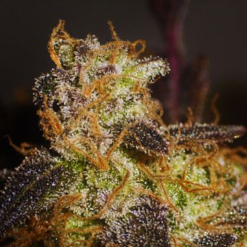 Sugar Haze Photo Reg