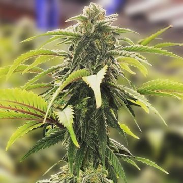 Super AK Auto Fem