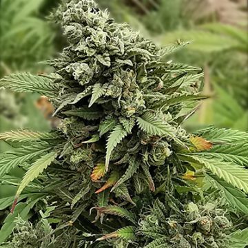 Super Critical Fast Photo Fem