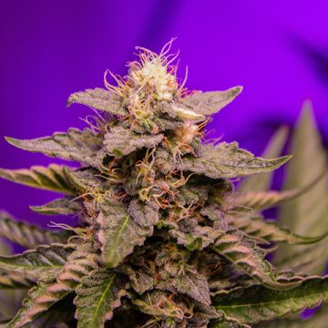 Super Critical Photo Fem