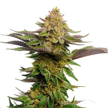 Super Glue Photo Fem