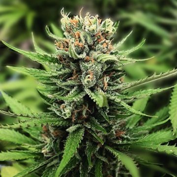 Super Lemon Haze Auto Fem