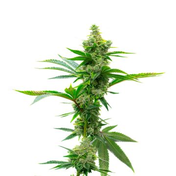 Super Silver Haze Photo Fem