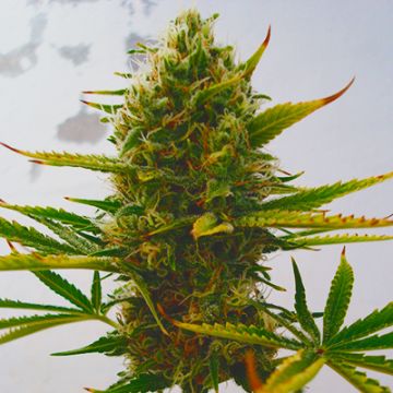 Super Skunk Auto Fem
